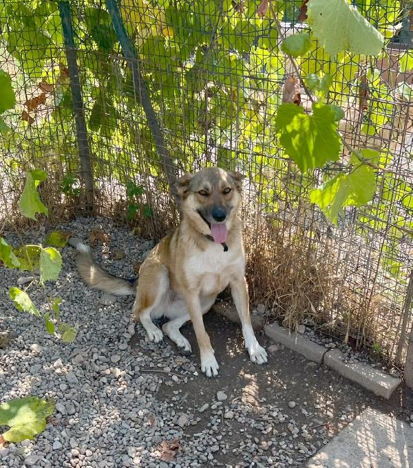 Anais, una splendida lupetta Foto 8